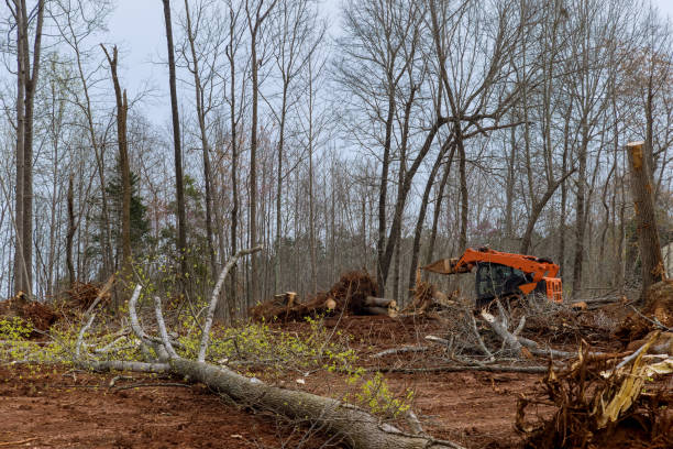 Reliable Harrison, NY Tree Care Solutions