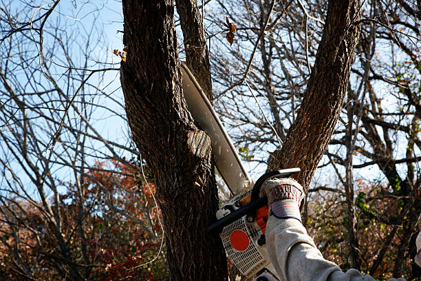 How Our Tree Care Process Works  in  Harrison, NY