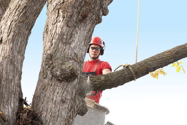 Best Tree Risk Assessment  in Harrison, NY